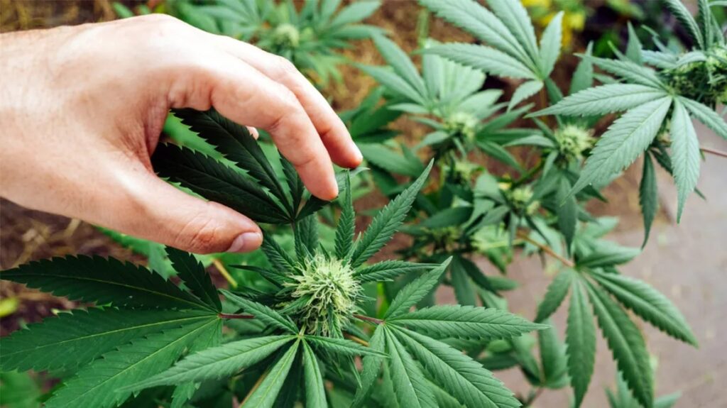 Benefits of CBD Hashish